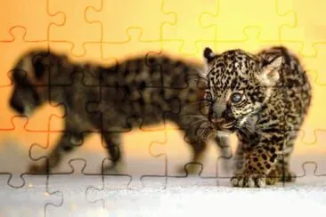 cats jigsaw puzzle