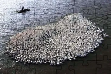 bird island