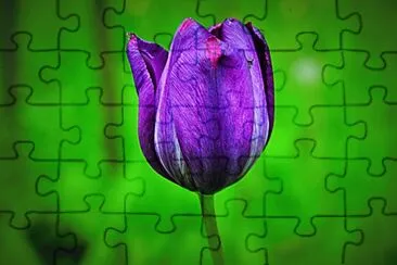Blumen 16