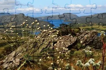 Flores do Campo