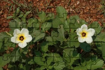 פאזל של Flores amarelas