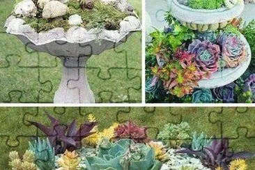 cactos jigsaw puzzle