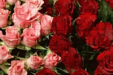 פאזל של flores