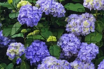 hortensias jigsaw puzzle