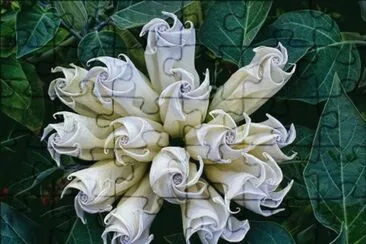 primavera