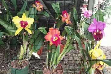 פאזל של orquidea