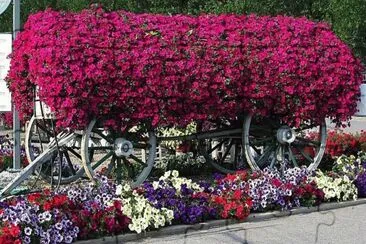 פאזל של flores