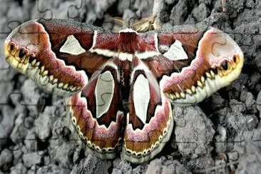 rothschildia jacobaea jigsaw puzzle