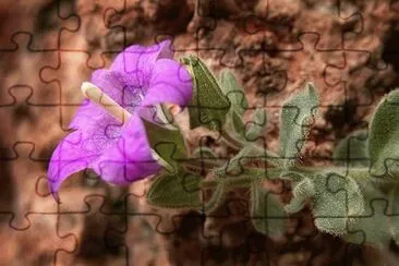 campanilla de roca jigsaw puzzle
