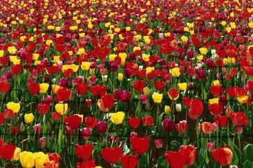 tulipanes jigsaw puzzle