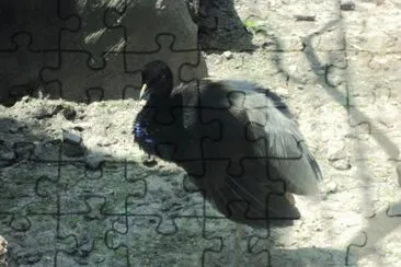 פאזל של aves