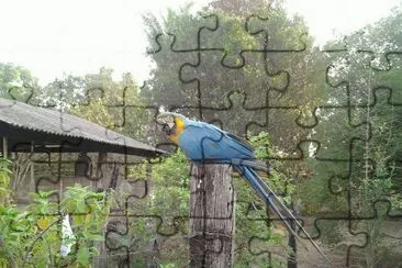 פאזל של Arara no quintal da casa de minha mãe
