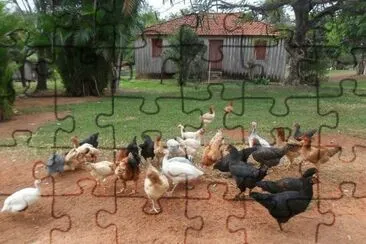 galinhas jigsaw puzzle