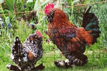 galo jigsaw puzzle