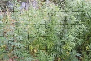 can???? jigsaw puzzle