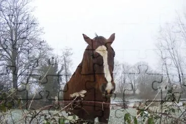 cheval jigsaw puzzle