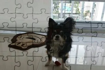 Nick na sacada de seu Apartamento jigsaw puzzle