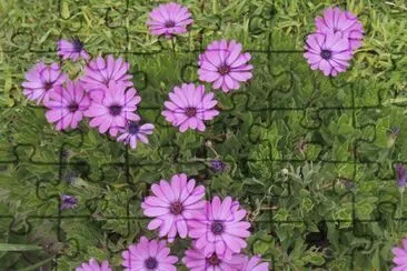 Flores fotografadas no Peru