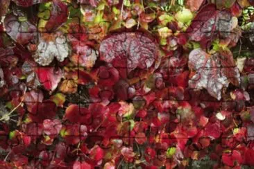 automne 1