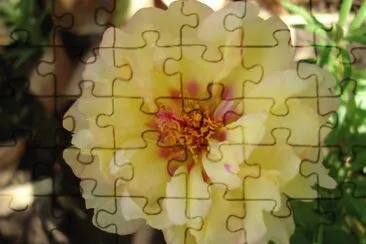 portulaca