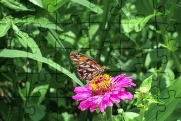 mariposa monarca