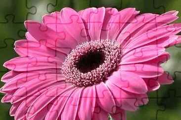 gerbera jigsaw puzzle