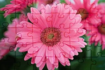 gerbera jigsaw puzzle