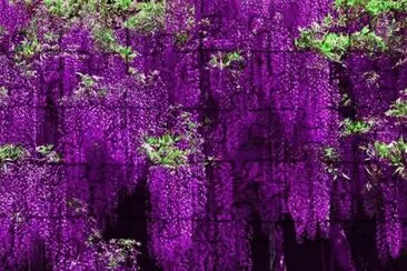 flores jigsaw puzzle