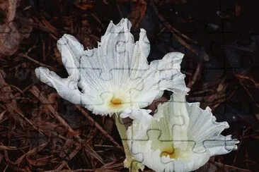 cactos
