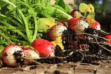 Radishes jigsaw puzzle