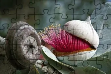 Flor de Eucalí­pto jigsaw puzzle
