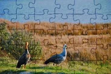 cauquenes jigsaw puzzle