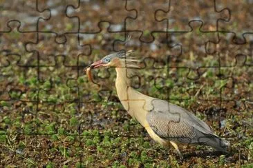 chiflÃ³n jigsaw puzzle