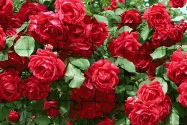 rosas