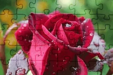 rosas