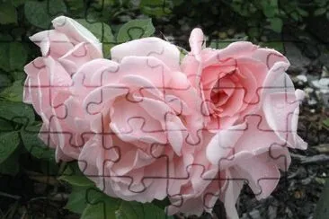 rosas