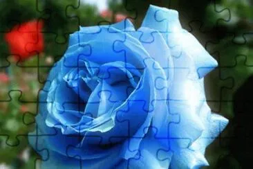 rosas