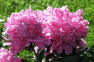 rosas jigsaw puzzle
