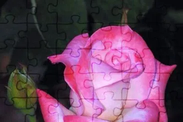 rosas jigsaw puzzle