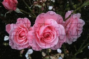 rosas jigsaw puzzle