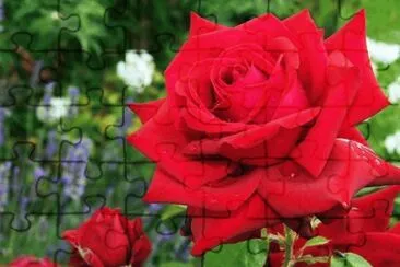 rosas