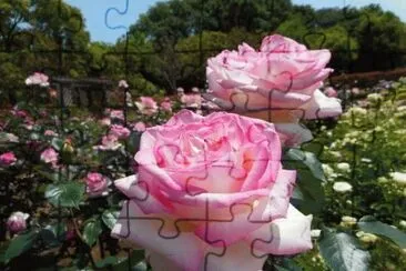 rosas jigsaw puzzle