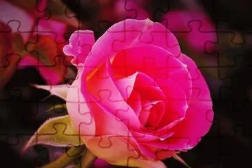 rosas