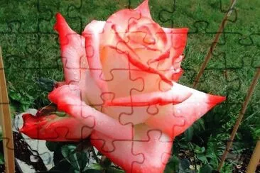 rosas