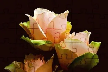 rosas jigsaw puzzle