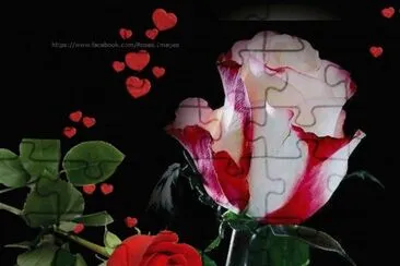 rosas jigsaw puzzle