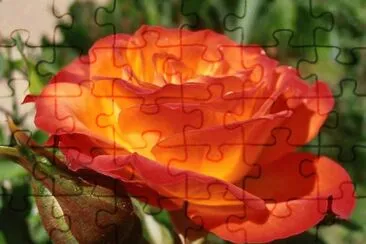 rosas jigsaw puzzle