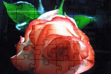 rosas jigsaw puzzle