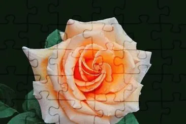 rosas jigsaw puzzle
