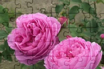 rosas jigsaw puzzle